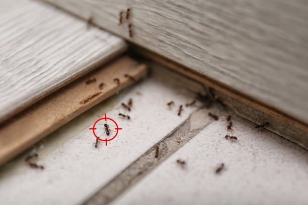 Reliable Freer, TX Pest Control Solutions