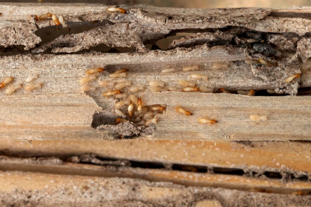  Freer, TX Pest Control Pros